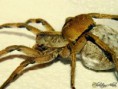 /album/arachnida/lycosa-erythrognatha-2-jpg/
